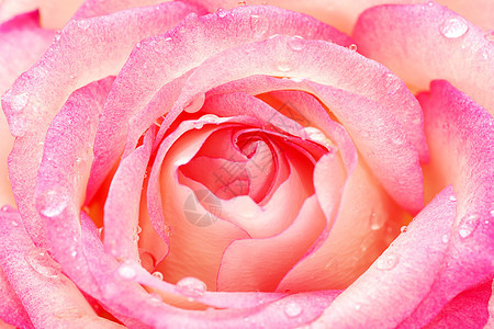 粉红玫瑰花花瓣红色玫瑰香味踏板女性化宏观图片