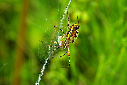 蜘蛛食肉动物危险头发臭虫网络腹部条纹蜘蛛网昆虫图片