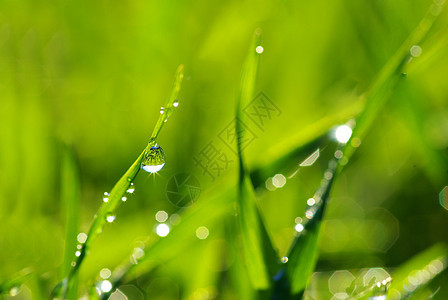 草雨滴宏观草本植物植物环境水滴花园绿色生长液体图片
