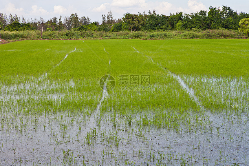 泰国的稻米田耳朵植物绿色农场食物场地谷物种子乡村种植园图片