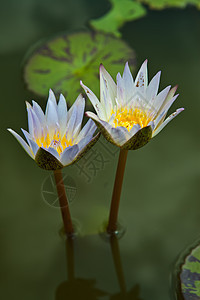 美丽的花朵白莲 黄花粉白色花园黄色紫色池塘植物群宏观叶子绿色花粉图片