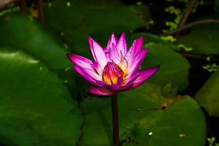 紫莲花闪光热带异国荒野季节美丽花园叶子宏观植物情调图片