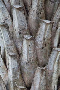 棕榈树树皮棕榈树树树皮背景照片背景