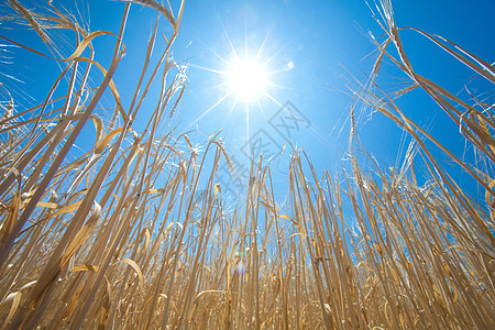 以小麦和太阳盟誓植物耳朵生产粮食谷物农村季节培育场地农场图片