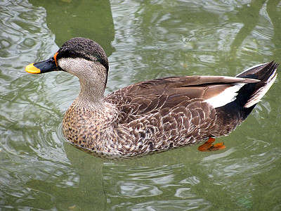 鸭子反射动物群动物园森林野生动物池塘生物学海浪灰色荒野图片