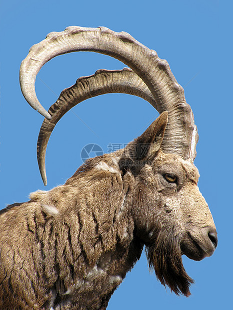 高加索山羊动物群蓝色野生动物喇叭牛角山羊哺乳动物男性荒野动物园图片
