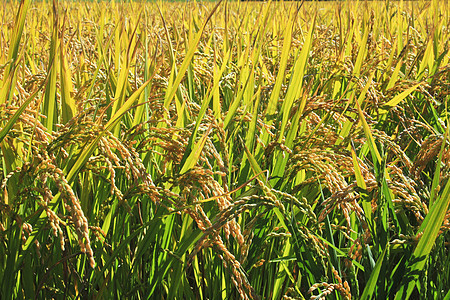 北海道的稻田季节培育天空植物谷物生长场地农场叶子农田图片
