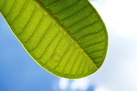一片清蓝天空绿叶的一部分宏观叶子生态植物白色绿色生活植物群晴天美丽图片