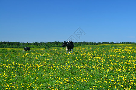 奶牛景观哺乳动物阳光风景村庄农场场地环境牧场蓝色草地图片