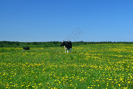 奶牛景观哺乳动物阳光风景村庄农场场地环境牧场蓝色草地图片