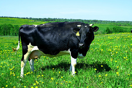 奶牛景观农场农田环境动物奶牛场场地天空哺乳动物牛奶牧羊人图片