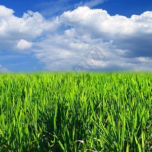 绿绿草天空农村土地蓝色地平线农场草地植物季节城市图片