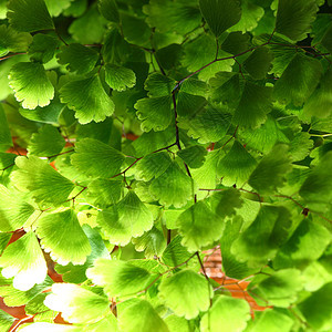 绿叶宏观情调床单光合作用草本植物静脉生长植物叶子绿色图片