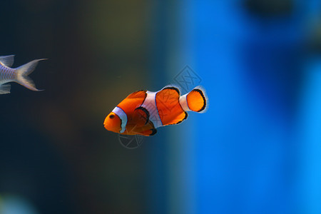 鱼在水族中动物植物海洋旅行游泳旅游水族馆异国蓝色珊瑚图片