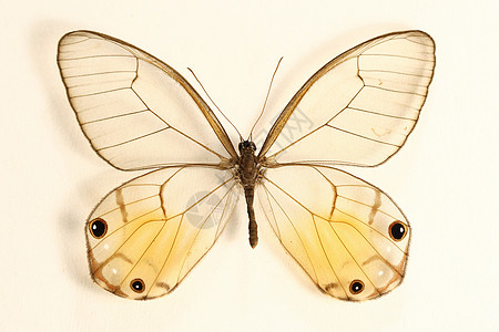 蝴蝶翅膀棕色昆虫黄色背景图片