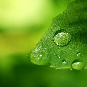 自然自流水叶子生活草地露珠生长天气雨滴绿色水滴环境图片