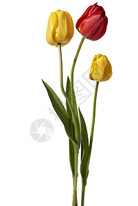 图利页红色花瓣黄色宏观植物影棚花头拍摄季节背光图片