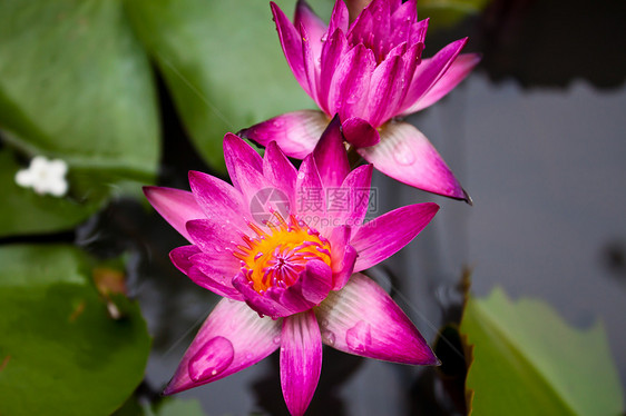 池塘里的莲花美丽荒野花瓣植物热带团体叶子冥想植物群紫色图片
