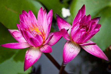 池塘里的莲花花瓣荒野冥想植物美丽团体紫色叶子异国百合图片