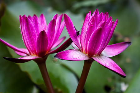 池塘里的莲花花瓣异国情调植物群团体荒野热带美丽紫色叶子图片