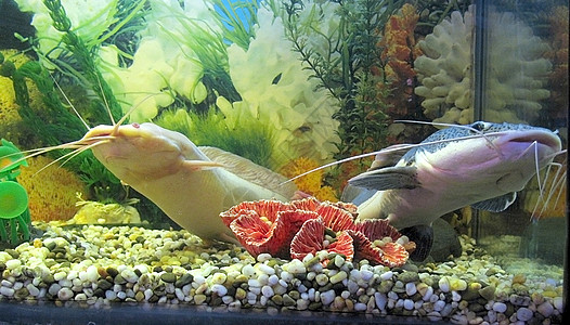 两条鱼黑色水族馆动物群荒野居住图片