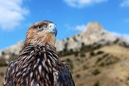 金鹰眼睛动物群山脉棕色捕食者天空风景自豪羽毛动物图片