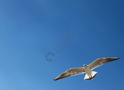 海鸥羽毛蓝色动物飞行天空动物群翅膀风景航班图片