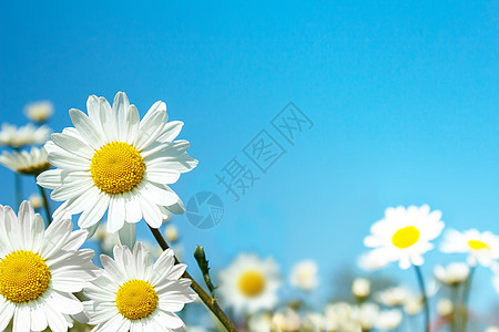 白褐红白花花花园美丽植物团体场地生长公园荒野环境晴天图片