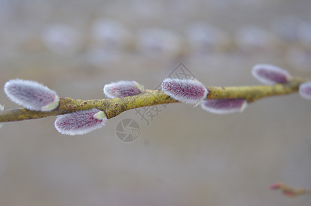 柳树枝分支机构生长花粉枝条植物学树叶柳絮树枝阳光植物图片