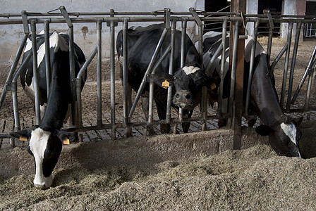 在谷仓里的牛男孩干草牛奶农业农场背景图片