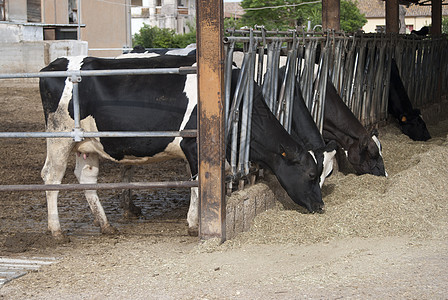 在谷仓里的牛男孩牛奶农业干草农场背景图片