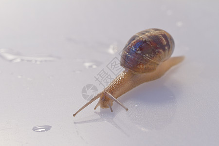 花上钉在花上叶子好奇心螺旋粘液花园害虫房子鼻涕虫野生动物荒野图片