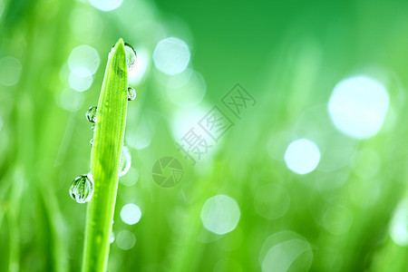 树本背景反射生长花园阳光气候雨滴草本植物植物水滴草地图片