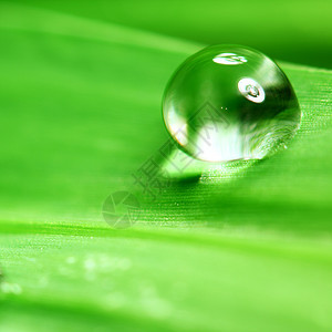 大水滴阳光草本植物叶子反射草地液体植物环境刀刃雨滴图片