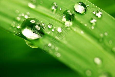 大水滴环境气候反射植物背景宏观液体生长刀刃草本植物图片