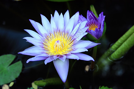 莲花池塘植物群反射植物花园花瓣冥想荒野情调热带图片