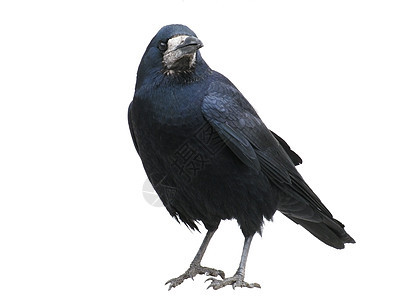 黑乌鸦鸟类动物动物学荒野动物群白色野生动物黑色图片