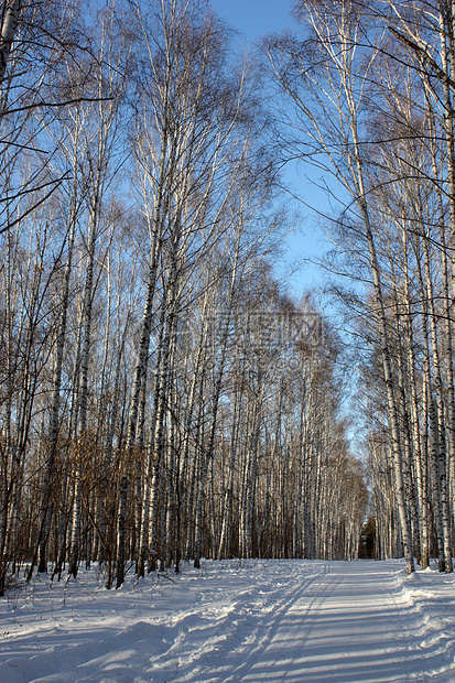 冬季火柴树木阴影树林天空森林阳光季节树干蓝色公园图片