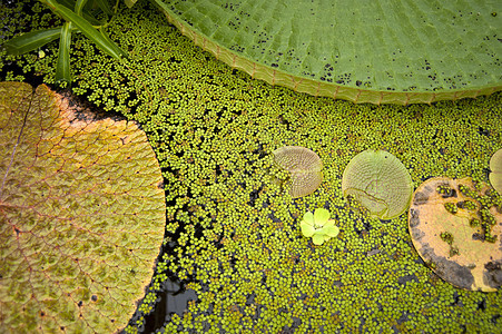水生植物植物植物园植物学花园树叶绿色植物热带叶子绿色植物群图片