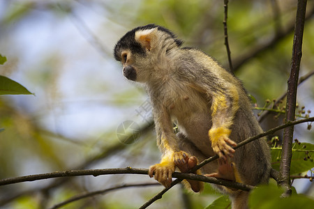 树上松鼠猴棕色叶子动物水平栖息野生动物哺乳动物黄色灵长类动物园图片