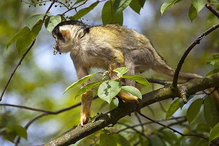 松松鼠猴子关上门棕色哺乳动物绿色灵长类栖息叶子动物黄色动物园野生动物图片