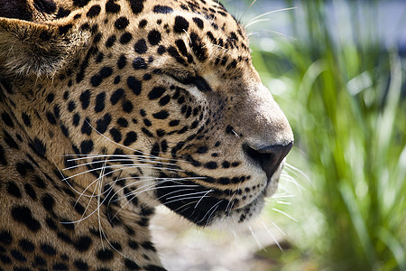 一个美丽的豹的近身晶须条纹动物群爪子宠物鼻子耳朵毛皮猫科优美图片