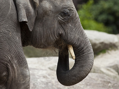 亚洲大象饮食图片