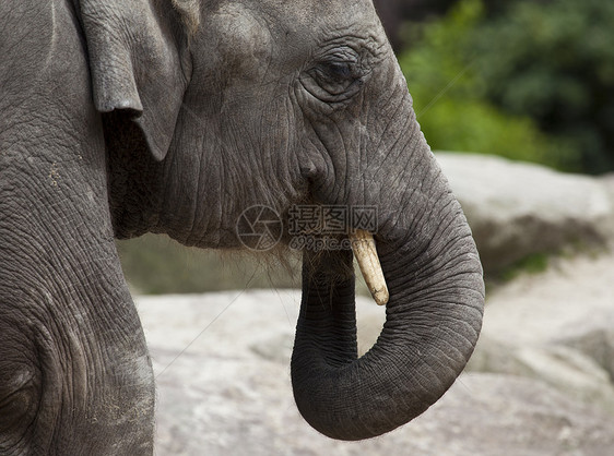 亚洲大象饮食图片