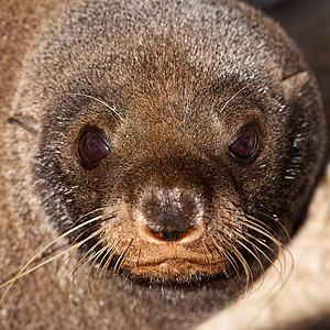新西兰毛海豹 甲状脑硫生态哺乳动物眼睛鼻子悬崖海狗捕食者毛皮栖息地野生动物图片