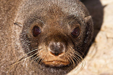新西兰毛海豹 甲状脑硫生态哺乳动物动物脚蹼荒野环境发声海洋悬崖鼻子图片