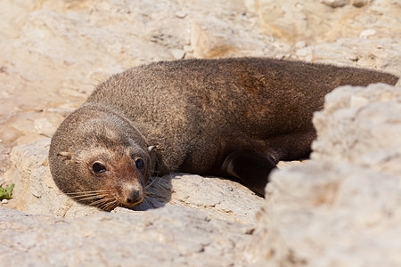 新西兰毛海豹 甲状脑硫海狗生态荒野岩石毛皮悬崖海岸海洋支撑捕食者图片