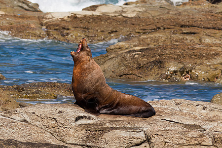 新西兰毛海豹 甲状脑硫脚蹼生态岩石栖息地海岸动物海狗海豹野生动物悬崖图片