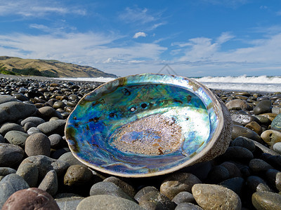 Paua shell的光线纳克雷 Abloon 冲上岸宝石海滩海岸贝壳贝类鹅卵石壳类海滨珍珠首饰图片