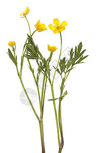 黄花果野花花瓣叶子黄色宏观植物图片